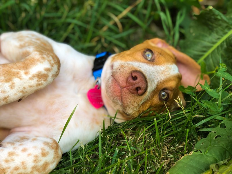 One of my favorite photos to date of Buckwheat - taken on day one!