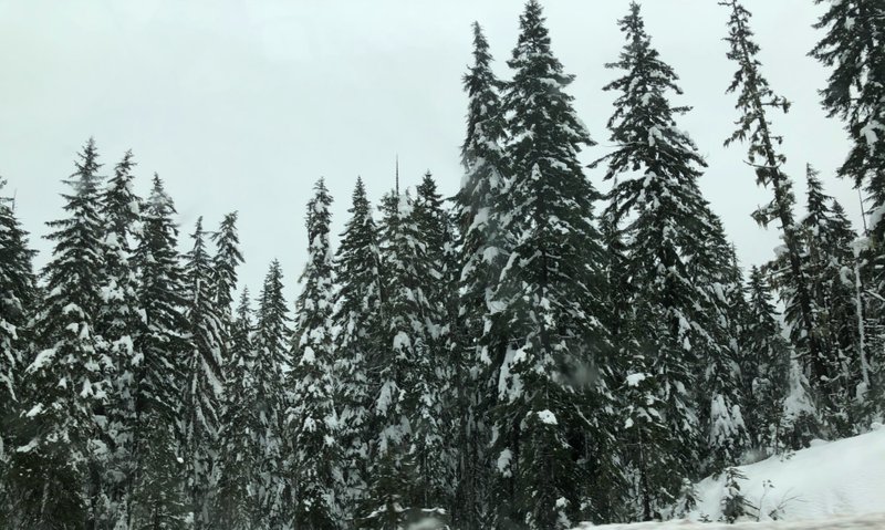 View from Willamette Pass