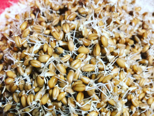 Sprouting Grains cover photo