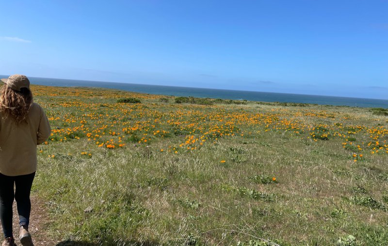 The poppies were popping off along the coast!